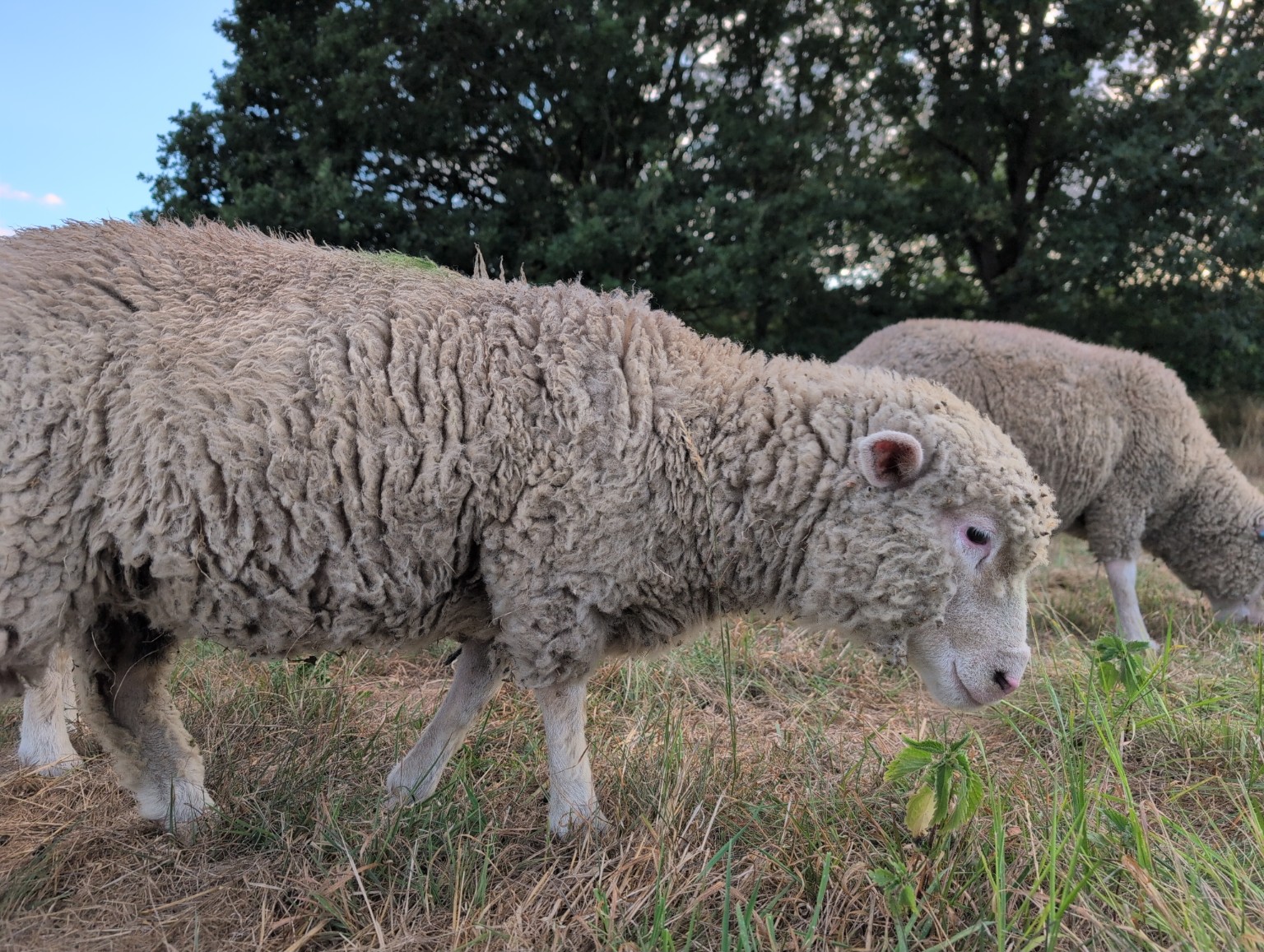 Sheep grazing in the Wittenham Larder paddock