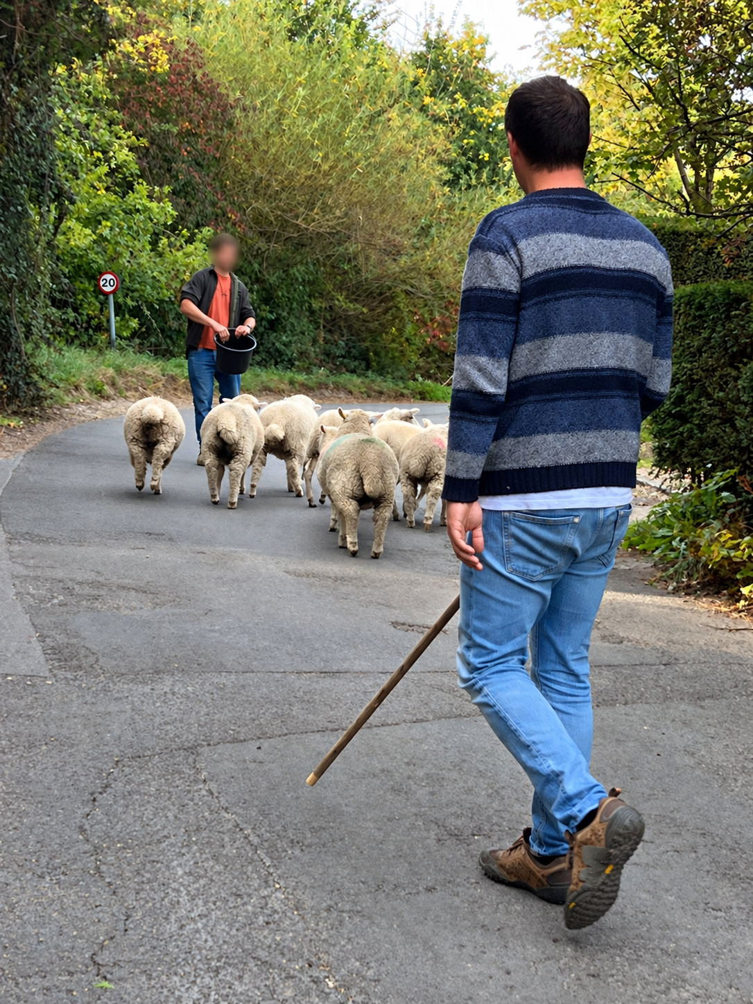 Bucket training the sheep during the move through Little Wittenham